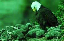 bald eagle with chicks